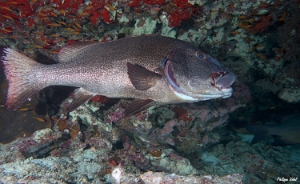 Maldives 2021- Gaterin geant - Giant Sweetlips -Plectorhinchus obscurus - DSC00323_rc